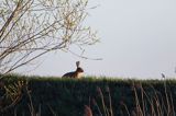 Zając szarak, Lepus europaeus