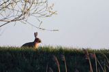 Zając szarak, Lepus europaeus