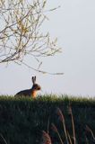 Zając szarak, Lepus europaeus