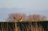 Zając szarak, Lepus europaeus