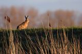 Zając szarak, Lepus europaeus