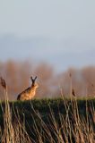 Zając szarak, Lepus europaeus