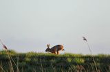 Zając szarak, Lepus europaeus