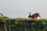 Zając szarak, Lepus europaeus