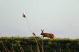 Zając szarak, Lepus europaeus