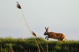 Zając szarak, Lepus europaeus