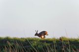 Zając szarak, Lepus europaeus