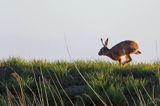 Zając szarak, Lepus europaeus