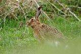 Zając szarak, Lepus europaeus