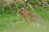 Zając szarak, Lepus europaeus