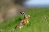 Zając szarak, Lepus europaeus