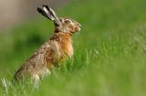 Zając szarak, Lepus europaeus