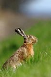 Zając szarak, Lepus europaeus