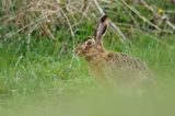 Zając szarak, Lepus europaeus