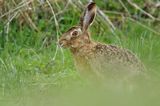 Zając szarak, Lepus europaeus