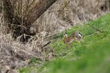 Zając szarak, Lepus europaeus