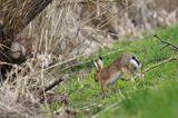 Zając szarak, Lepus europaeus