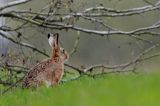 Zając szarak, Lepus europaeus