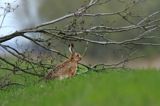 Zając szarak, Lepus europaeus