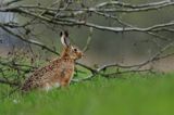 Zając szarak, Lepus europaeus