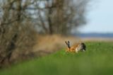 Zając szarak, Lepus europaeus