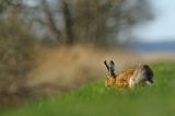 Zając szarak, Lepus europaeus