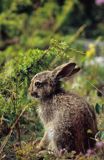 zajączek, Lepus europaeus europaeus