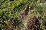 zajączek, Lepus europaeus europaeus