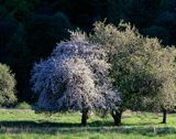 Beskid Niski Zapomniany sad