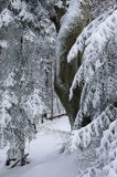 Zaśnieżony las, zgrabna noga buka
