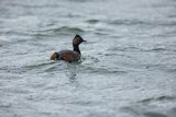 Perkoz zausznik, zausznik, Podiceps nigricollis