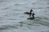 Perkoz zausznik, zausznik, Podiceps nigricollis