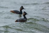 Perkoz zausznik, zausznik, Podiceps nigricollis