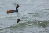 Perkoz zausznik, zausznik, Podiceps nigricollis