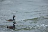 Perkoz zausznik, zausznik, Podiceps nigricollis