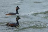 Perkoz zausznik, zausznik, Podiceps nigricollis