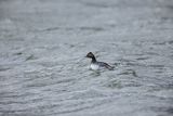 Perkoz zausznik, zausznik, Podiceps nigricollis