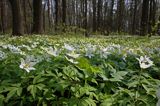 zawilce: gajowe /Anemone nemorosa/ i żółte /Anemone ranunculoides/