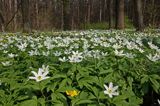 zawilce: gajowe /Anemone nemorosa/ i żółte /Anemone ranunculoides/