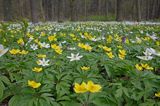 zawilce: gajowe /Anemone nemorosa/ i żółte /Anemone ranunculoides/