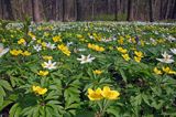 zawilce: gajowe /Anemone nemorosa/ i żółte /Anemone ranunculoides/