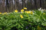 zawilce: gajowe /Anemone nemorosa/ i żółte /Anemone ranunculoides/