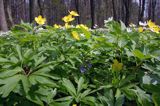 zawilce: gajowe /Anemone nemorosa/ i żółte /Anemone ranunculoides/