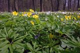 zawilce: gajowe /Anemone nemorosa/ i żółte /Anemone ranunculoides/