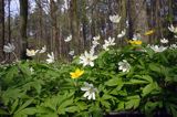 zawilce: gajowe /Anemone nemorosa/ i żółte /Anemone ranunculoides/