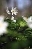 zawilec gajowy, Anemone nemorosa