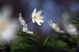 zawilec gajowy, Anemone nemorosa