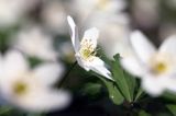 zawilec gajowy, Anemone nemorosa