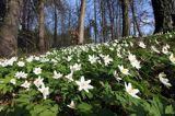 zawilec gajowy, Anemone nemorosa