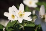 zawilec gajowy, Anemone nemorosa